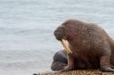 A young make Walrus, which visited Calshot in Hampshire resting on the beach.