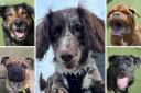 These five dogs are looking for new homes  - can you help?