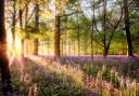 Stunning sunrise through a bluebell woodland.