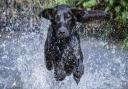 Ella the black labrador, owned by Nigel Kirby