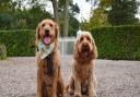 Buddy the labradoodle and his best mate Stan the cockapoo just love a day out