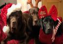 The three amigos - Alfie, Yogi and Ella, dressed up for festive fun