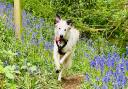 Missie the border collie enjoys a walk through the woods.