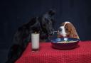 Jack the border collie and Lola, the cavalier King Charles spaniel