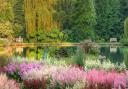 Astilbes from the National Plant Collection at Marwood Hill Gardens. Photo:Rob Dougall