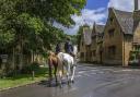 Cotswold Horses © jamesdavidphoto