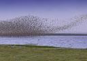 Dunlin and knot murmuration at Snettisham (photo: Steve Adams, Getty Images)