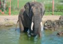 At Noah's Ark in Wraxall you can see all the big wild animals, with giraffes, elephants, tigers and much more.