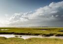 The Solent's saltmarsh habitat is vital for seabirds