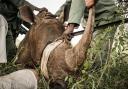 British Photography Awards 2022 Documentary Winner, taken on behalf of the charity Tusk during the relocation of a mother rhino and her calf to a new reserve in South Africa.