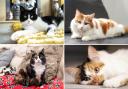 Cat's Protections National Cat Awards have shared their 12 finalists.