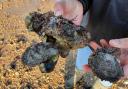 Colne Point oysters. Photo: Essex Wildlife Trust