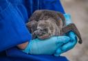 Chester Zoo is hiring a keeper to look after a variety of its bird species including penguins and parrots