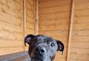 Six-year-old Freddo is one of Cheltenham Animal Shelter's long-stay residents