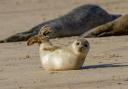 A seal pup on the beach at Horsey. Photo: Ian Dyball/Getty Images/iStockphoto