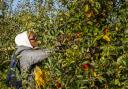 Charmaine Jacobs picking apples (c) Sheradon Dublin