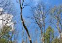 How ash dieback looks as it ravages the countryside. YWT