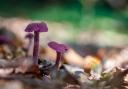 Amethyst deceiver. (c) Carol Hall