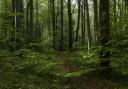 New woodland in Hampshire could be popping up in just 20 to 30 years by using this new technology. Image: Getty