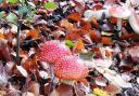 Fly agarics on autumn leaves. Photo: David North