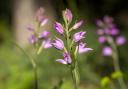 Cephalanthera rubra. Image: Getty