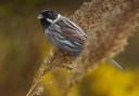 Male reed bunting. PHOTO: Alan Price