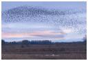 A magical murmuration at Ripon City Wetlands. (c) Clive Stones