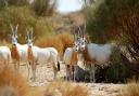 Scimitar-horned oryx