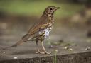 Song thrush (c) RSPB