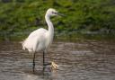 Head to Hampshire's coastline and marshes to spot local birdlife. Image: Getty