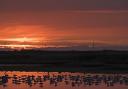 Gulls roosting on scrape at Cley NWT Reserve. Photo: David Tipling