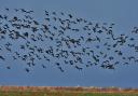 A large flock of brent geese at NWT Cley Marshes.