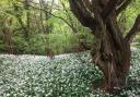 Abundant wild garlic in Hetchell Wood.