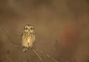 Short eared owl adult perched in small tree