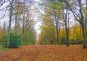 The walk takes in beautiful woodland.