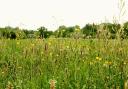 Meadow at Sweet Briar Marshes.