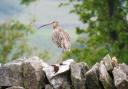 Human activity that has impacted the decline of curlews the most, says Ann Shadrake.