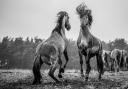 Stallions of Massingham Heath