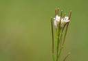 Hairy bittercress.