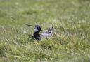 A lapwing on the nest.