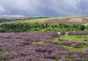 Heather in bloom as sheep graze over the rugged North York Moors National Park