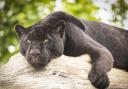 Neron the black jaguar came to the Sanctuary as part of the breeding programme for jaguars. He was about 18 months old. Paired with his breeding partner Kerra, they've gone on to become parents to a daughter, Inka.