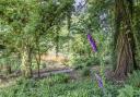 Enjoy a woodland walk followed by a visit to the Occombe Farm cafe.