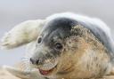 Grey seal pups look relaxed but are always alert to danger. Photo: John Boyle