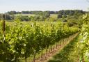 The Grange grows vines on Burges Field Vineyard