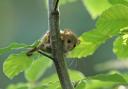 The dormouse is already extinct in 20 counties in the UK. Image: