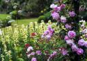 Explore the beauty of village gardens