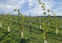 Young vines at The Atlantic