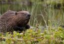 Beavers could become a common sight by 2025.