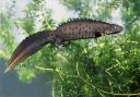 Male great crested newt.